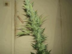 DSCF2511
