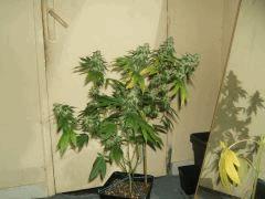 DSCF2891
