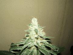 DSCF2730