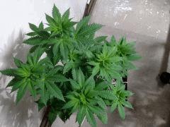 IMG 0878