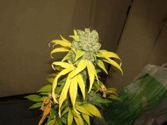 DSCF2209