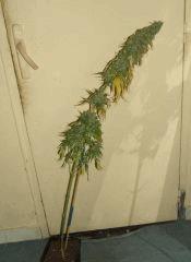 DSCF3148