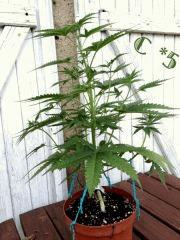 IMG 0355
