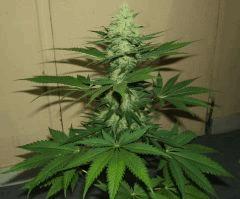 DSCF2334