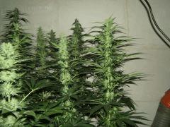 DSCF2190