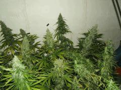 DSCF2564