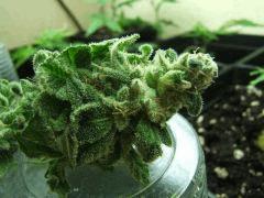 DSCF1420