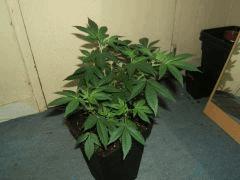 DSCF2922