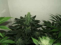 DSCF2296