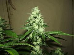 DSCF2603
