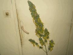 DSCF3161