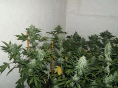 DSCF2405