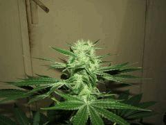 DSCF2119