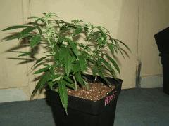 DSCF3135