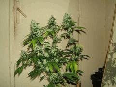 DSCF2689