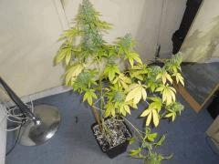 DSCN2568 001