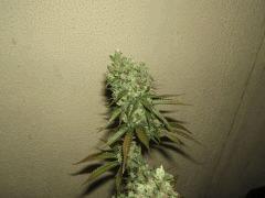 DSCF2887