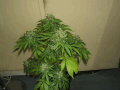 DSCF1822
