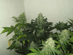 DSCF2577