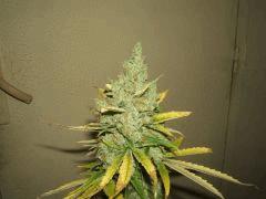 DSCF2816