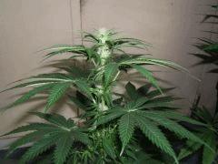 DSCF2024