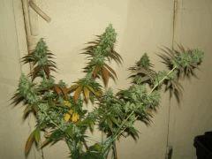 DSCF2679