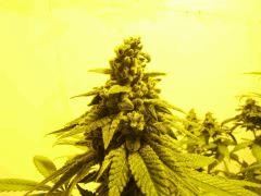 DSCF1158