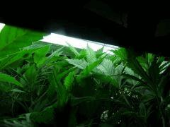 DSCF2616