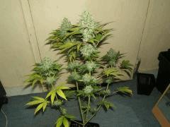 gallery 741085 2095 56878