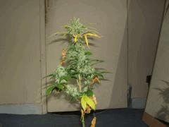 DSCF2142
