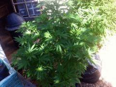 IMG 3730 001
