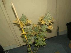 gallery 741085 2095 63707