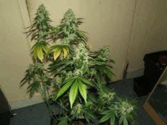 DSCF2895