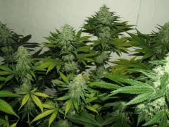 DSCF2576