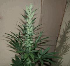 DSCF2130