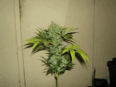 DSCF2697