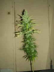 DSCF2540