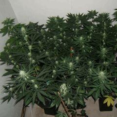 DSCF2187