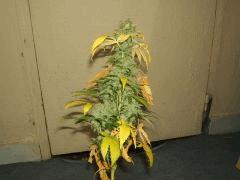 DSCF2205