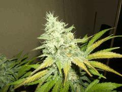 DSCF2714