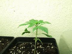 DSCF1384