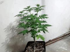 IMG 0875