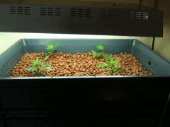 DSCF2263