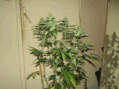 DSCF2600
