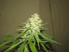 DSCF2909