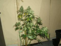 DSCF2892