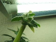 DSCF1826