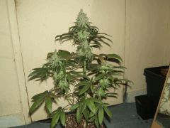 DSCF2896