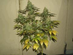 DSCF1807