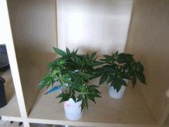 DSCF2385
